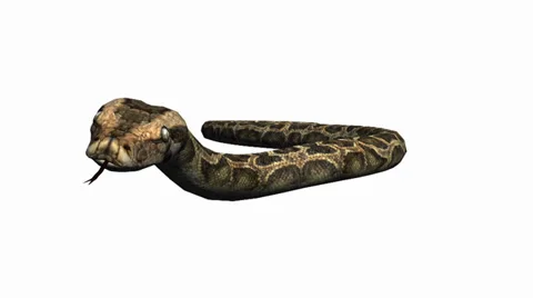 Snake&amp;jungle carpet python slide attack,sliding decorative non venomous. Stock Footage 37993743