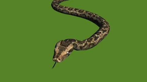 Snake&amp;jungle carpet python slide attack,sliding decorative non venomous. Stock Footage 37994237