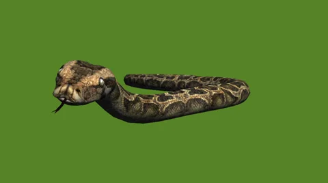 Snake&amp;jungle carpet python slide attack,sliding decorative non venomous. Stock Footage 37994383