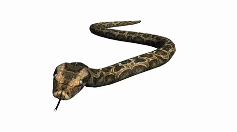 Snake&amp;jungle carpet python slide attack,sliding decorative non venomous. Stock Footage 37996272