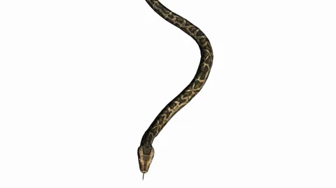 Snake&amp;jungle carpet python slide attack,sliding decorative non venomous. Stock Footage 37996491