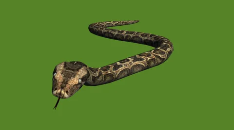Snake&amp;jungle carpet python slide attack,sliding decorative non venomous. 스톡 동영상 37998020