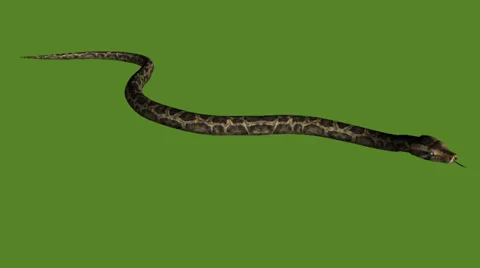Snake&amp;jungle carpet python slide attack,sliding decorative non venomous. Stock Footage 38000881