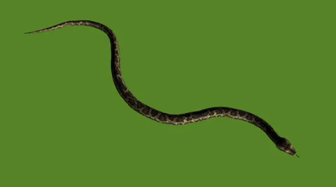 Snake&amp;jungle carpet python slide attack,sliding decorative non venomous. 스톡 동영상 38001153