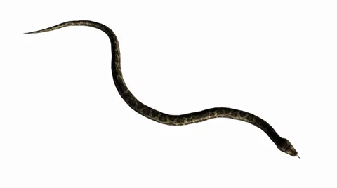 Snake&amp;jungle carpet python slide attack,sliding decorative non venomous. Stock Footage 38001445