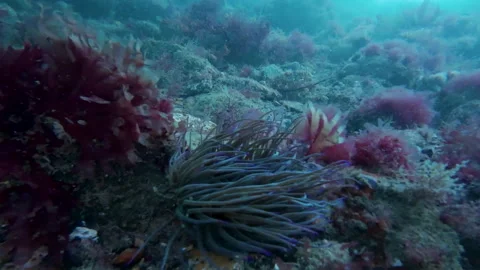 Snakelocks Anemone and Red Algae on Underwater Reef in Slow Motion Stock Footage 340419686