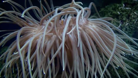 Snakelocks anemone (Anemonia viridis) Video stock 283010624