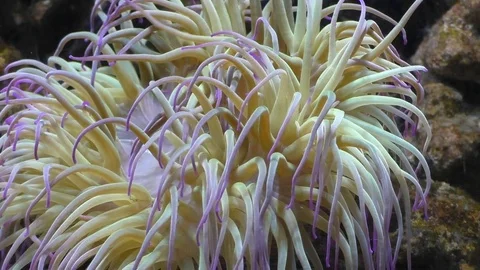 Snakelocks anemone close up Vídeos de archivo 72164061