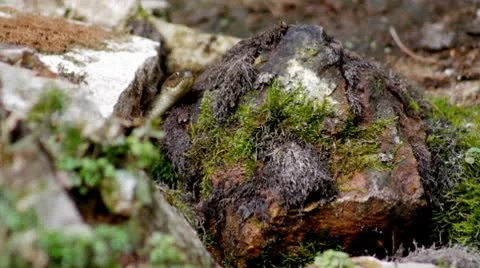 Snake.mp4 Stock Footage 8850461