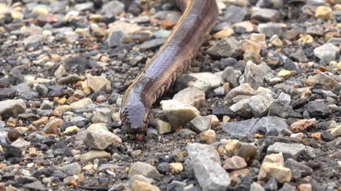 Snakeon the dirt 스톡 동영상 291108561