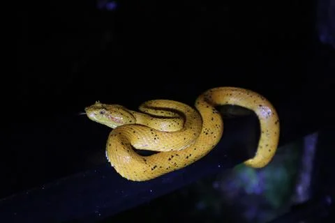 Snakes 12 Stock Photos