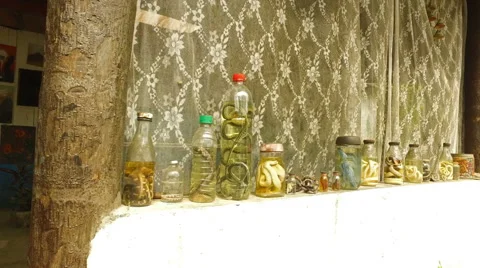 Snakes and a Dog Stock Footage 60438989