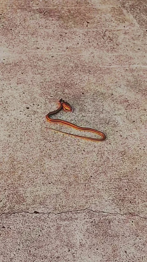 Snakes And Frogs Stock Footage 323322798