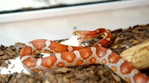 Snakes are fed with mice Stock Footage 161941059