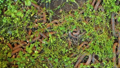 Snakes are moving through a garden area filled with green plants and rusty pipes Vidéo 344670227