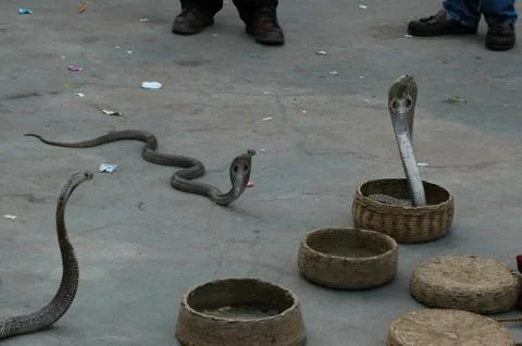 Snakes in a basket 스톡 사진
