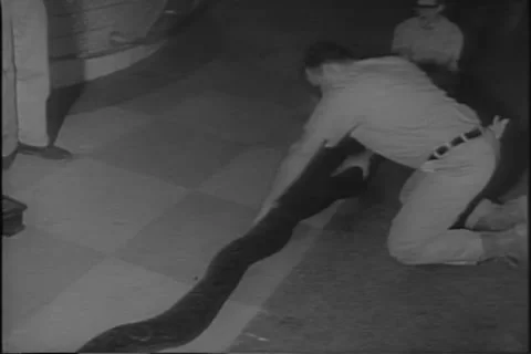 Snakes at Bronx Zoo get Weighed Sept 1967 New York Stock Footage 289449354