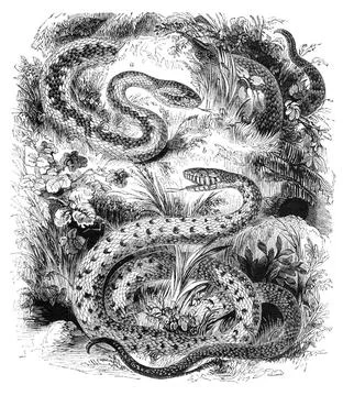 Snakes Common adder and Ringed Snake / Grass Snake. Illustration from The ... Stock Photos