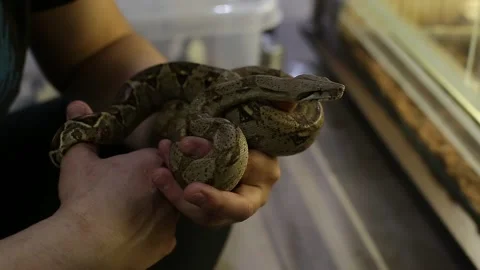 Snakes crawl on a tripod. Stock Footage 130205650