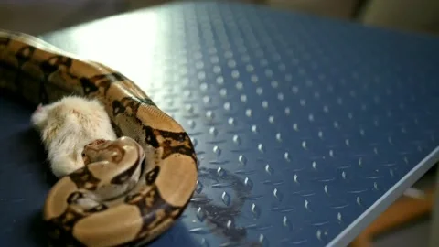 Snakes Eating Snakes Stock Videos – Royalty-Free HD & 4K Videos