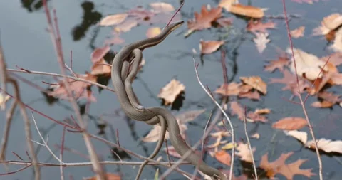 Snakes in the fall Stock Footage 221529838