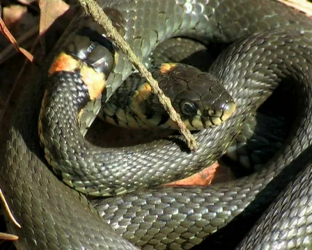 Snakes, 스톡 동영상 573328