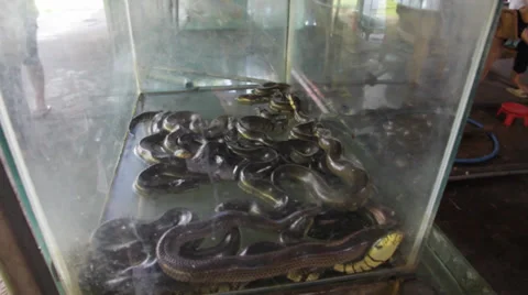 Snakes Stock Footage 32274523