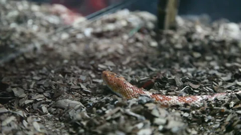 Snakes Stock Footage 39234740