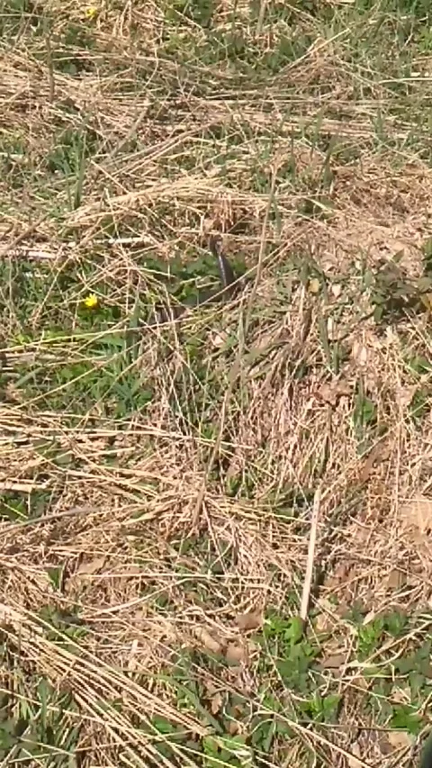 Snakes on the grass Stock Footage 312677014
