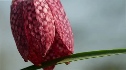 Snakes Head Fritillary,close up Stock Footage 49057438