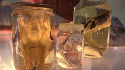 Snakes heads preserved in jars Stock Footage 80933883
