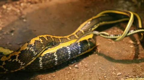 $snakes mating in vivarium Stock Footage 39233174