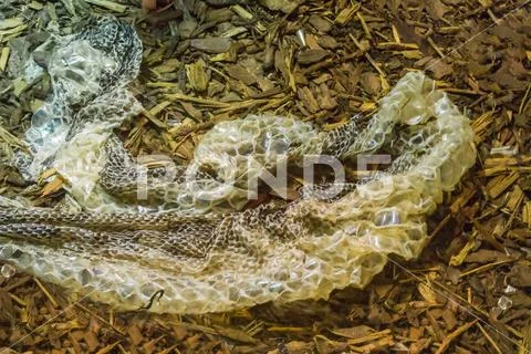 Snakes a old skin molt of a molting snake reptile tropical wildlife animal Stock Photos