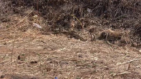 Snakes Pair Mating 4 Video stock 50155713