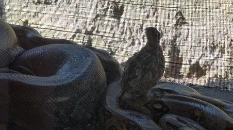 Snakes pool and pray standing on top of them Video stock 54468396
