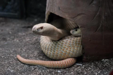 Snakes returning to a tangle look out of the hole Stock Photos