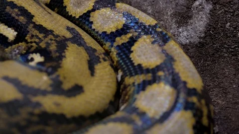 Snakes scale and muscles Video stock 74873550