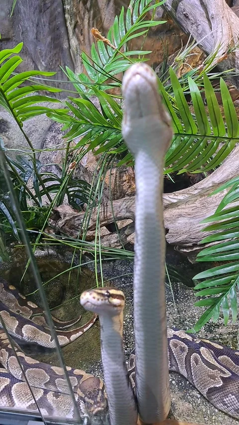 Snakes Short Video Video stock 253558961