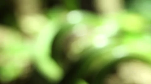 Snakes in a terrarium Stock Footage 46553287