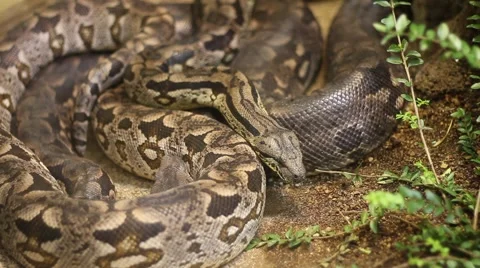 Snakes in a terrarium Stock Footage 47393025