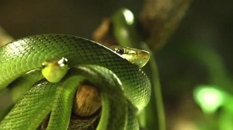 Snakes in a terrarium Stock Footage 48989217