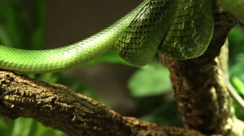 Snakes in a terrarium Stock Footage 49385593