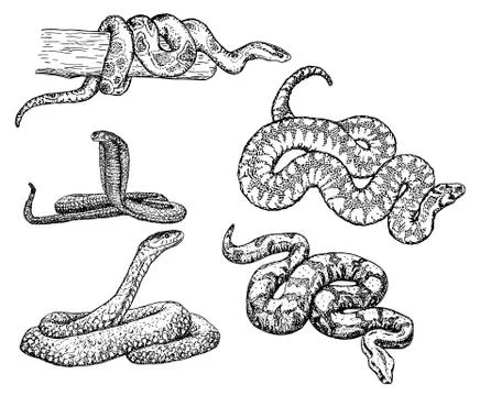 Snakes vector sketch icon set Stock Illustration