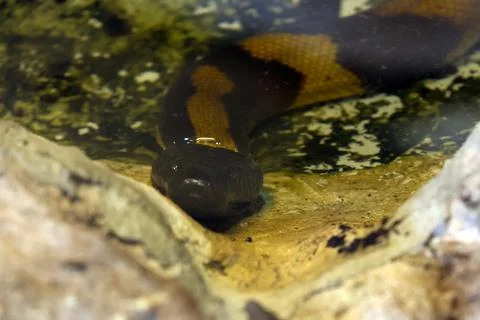 Snakes Water Python Wild Habitat Wildlife Conservation Photography Stock Photos