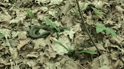 Snakes in the woods Video stock 10931522
