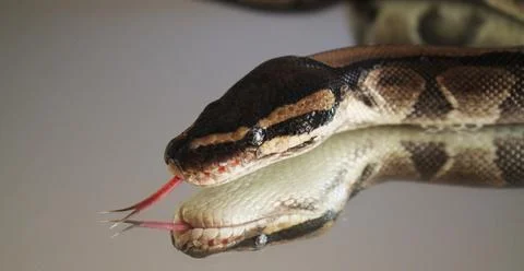 Snakes in the World Stock Photos