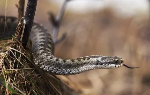 Snakes in the World Stock Photos