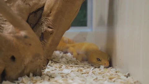 Snakes at the zoo,the golden python Stock Footage 162570568