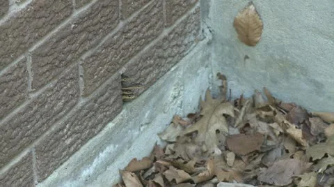 Snakes4.MP4 Stock-Footage 11047426