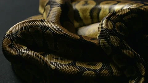 Snakeskin of ball python in shadow Stock-Footage 90339904